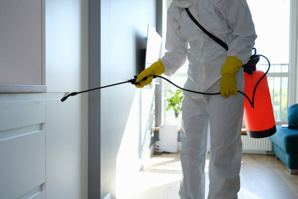 Best Attic Mold Remediation in Mullens, WV