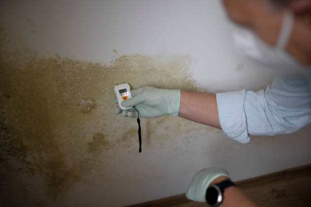 Best Insurance-Related Mold Remediation in Mullens, WV