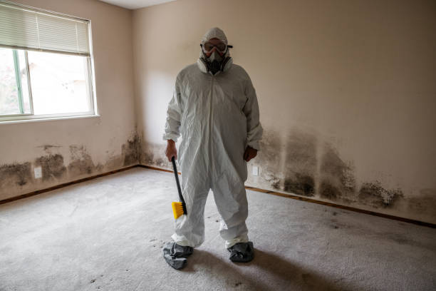 Best Mold Remediation for Schools in Mullens, WV