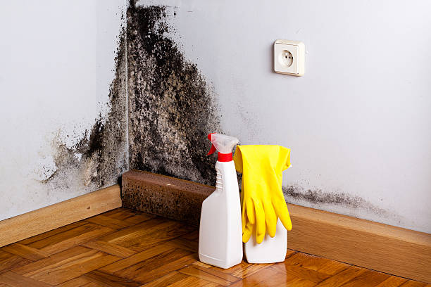 Best Residential Mold Remediation in Mullens, WV